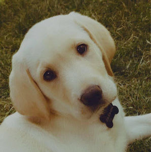 Meet your Posher, Kami